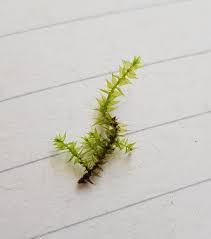 Attēlu rezultāti vaicājumam “Hygroamblystegium tenax”