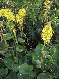 Attēlu rezultāti vaicājumam “Ligularia sibirica flower”