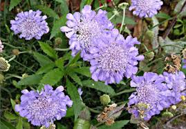 Image result for Scabiosa col.`Butterfly Blue`