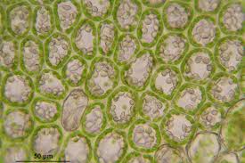 Attēlu rezultāti vaicājumam “Jamesoniella autumnalis”