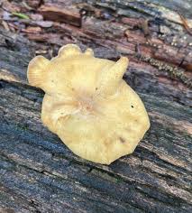 Attēlu rezultāti vaicājumam “Rigidoporus crocatus”