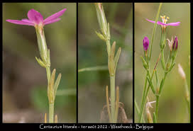Attēlu rezultāti vaicājumam “Centaurium littorale flower”