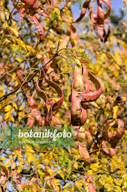 Attēlu rezultāti vaicājumam “Gleditsia triacanthos fruit”