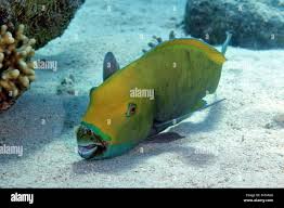 Image result for Chlorurus gibbus