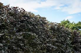 Attēlu rezultāti vaicājumam “Fagus sylvatica fo. purpurea”