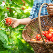 Afbeeldingsresultaat voor earliana tomato