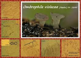 Attēlu rezultāti vaicājumam “Ombrophila violacea”