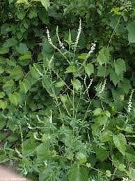 Attēlu rezultāti vaicājumam “Melilotus albus leaf”