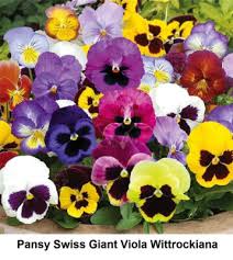 Image result for Viola wittrockiana