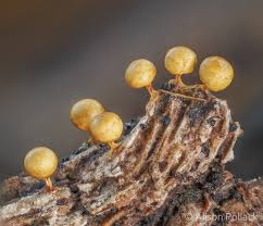 Attēlu rezultāti vaicājumam “Craterium minutum macro”