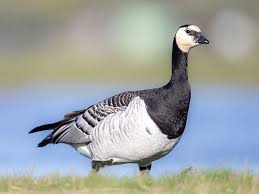 Attēlu rezultāti vaicājumam “Branta leucopsis”