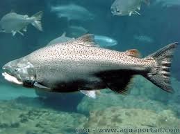 Image result for Oncorhynchus tshawytscha