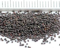 Attēlu rezultāti vaicājumam “Lychnis flos-cuculi fruit”