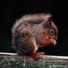 Attēlu rezultāti vaicājumam “Sciurus vulgaris”