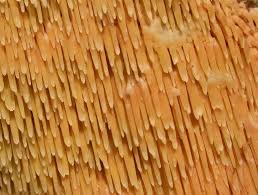 Attēlu rezultāti vaicājumam “Sarcodontia crocea”