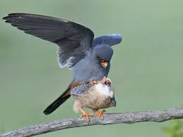 Image result for Falco vespertinus
