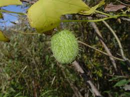 Attēlu rezultāti vaicājumam “Reticularia lobata young”