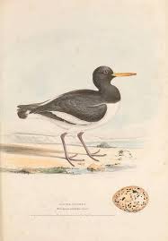 Attēlu rezultāti vaicājumam “Haematopus ostralegus”
