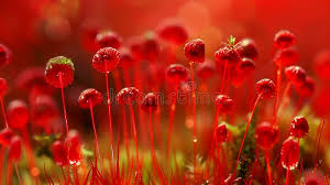 Attēlu rezultāti vaicājumam “Pohlia nutans”