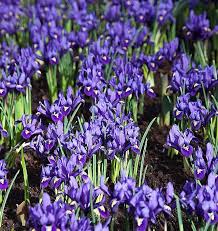 Attēlu rezultāti vaicājumam “Iris reticulata”