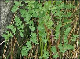 Attēlu rezultāti vaicājumam “Thalictrum minus leaf”