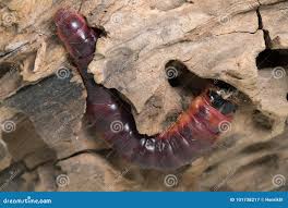 Attēlu rezultāti vaicājumam “Cossus cossus larva”