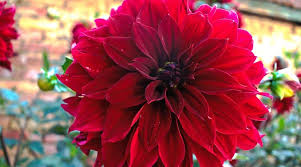 Image result for Dahlia `Red Skin`