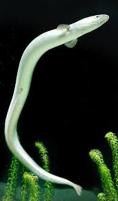 Image result for Anguilla anguilla