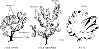 Attēlu rezultāti vaicājumam “Fucus vesiculosus”