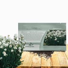 Attēlu rezultāti vaicājumam “Anthyllis maritima bud”