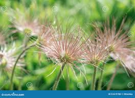 Attēlu rezultāti vaicājumam “Pulsatilla patens fruit”