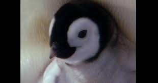 Image result for penguin