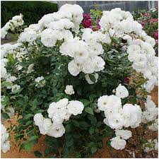 「アイスバーグ」の画像検索結果