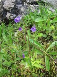 Attēlu rezultāti vaicājumam “Pinguicula vulgaris”
