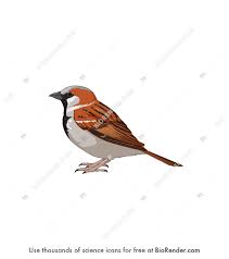 Attēlu rezultāti vaicājumam “Passer domesticus”