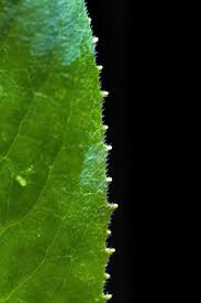 Attēlu rezultāti vaicājumam “Hesperis matronalis leaf”