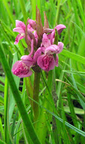 Attēlu rezultāti vaicājumam “Dactylorhiza incarnata leaf”