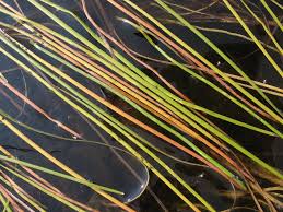 Attēlu rezultāti vaicājumam “Sparganium minimum leaf”