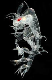 Attēlu rezultāti vaicājumam “Phronia sp.”