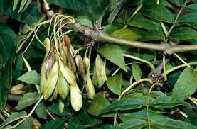 Attēlu rezultāti vaicājumam “Fraxinus excelsior fruit”