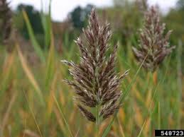 Attēlu rezultāti vaicājumam “Phragmites communis flower”