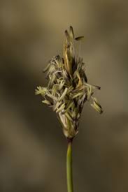 Attēlu rezultāti vaicājumam “Sesleria caerulea flower”