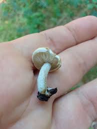 Attēlu rezultāti vaicājumam “Asterophora lycoperdoides”