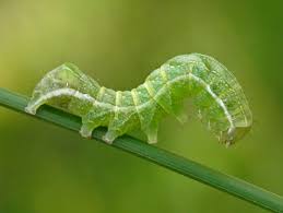 Attēlu rezultāti vaicājumam “Melanchra persicariae”