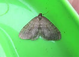 Attēlu rezultāti vaicājumam “Operophtera”