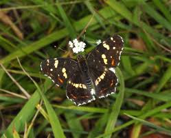 Attēlu rezultāti vaicājumam “Araschnia levana”