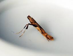 Attēlu rezultāti vaicājumam “Caloptilia hemidactylella”