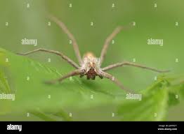 Attēlu rezultāti vaicājumam “Pisaura mirabilis female”