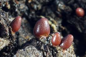 Attēlu rezultāti vaicājumam “Lycogala conicum sessile”