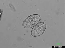 Attēlu rezultāti vaicājumam “Cribraria oregana spores”